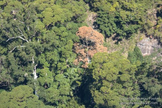 Australia, Binna Burra, Bruny Island, Bushwalking, Lamington National Park, Landscape, Nature, Photography, Queensland, Tasmania, Travel, Wildlife