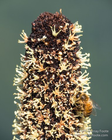 Australia, Binna Burra, Bruny Island, Bushwalking, Lamington National Park, Landscape, Nature, Photography, Queensland, Tasmania, Travel, Wildlife