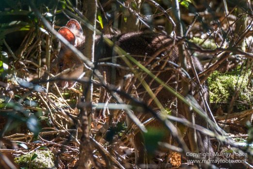 Australia, Binna Burra, Bruny Island, Bushwalking, Lamington National Park, Landscape, Nature, Photography, Queensland, Tasmania, Travel, Wildlife