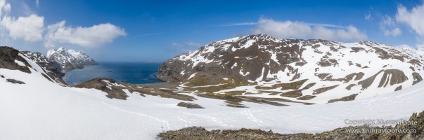 Fur seal, Landscape, Macro, Nature, Photography, seascape, South Georgia, Travel, Wilderness, Wildlife