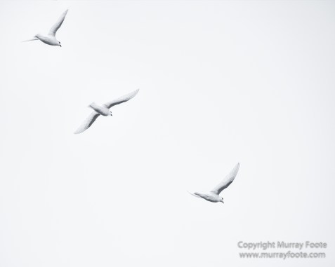 Albatross, Antarctic Tern, Black and White, Elephant seals, Fur seal, King Penguins, Landscape, Monochrome, Nature, Photography, seascape, South Georgia, Travel, Wilderness, Wildlife