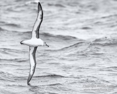Albatross, Antarctic Tern, Black and White, Elephant seals, Fur seal, King Penguins, Landscape, Monochrome, Nature, Photography, seascape, South Georgia, Travel, Wilderness, Wildlife
