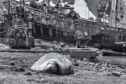 Albatross, Antarctic Tern, Black and White, Elephant seals, Fur seal, King Penguins, Landscape, Monochrome, Nature, Photography, seascape, South Georgia, Travel, Wilderness, Wildlife