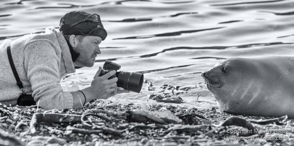 Albatross, Antarctic Tern, Black and White, Elephant seals, Fur seal, King Penguins, Landscape, Monochrome, Nature, Photography, seascape, South Georgia, Travel, Wilderness, Wildlife