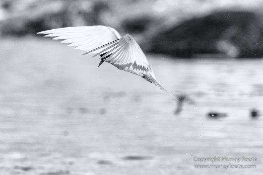 Albatross, Antarctic Tern, Black and White, Elephant seals, Fur seal, King Penguins, Landscape, Monochrome, Nature, Photography, seascape, South Georgia, Travel, Wilderness, Wildlife