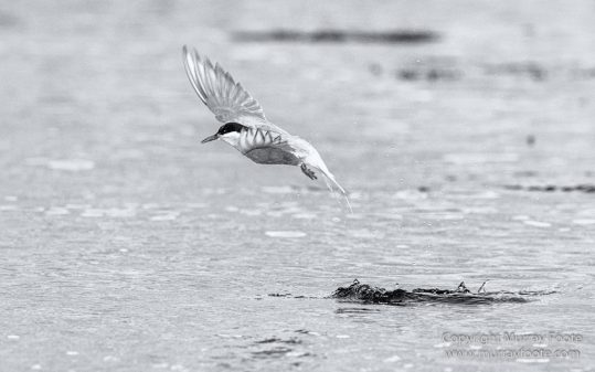 Albatross, Antarctic Tern, Black and White, Elephant seals, Fur seal, King Penguins, Landscape, Monochrome, Nature, Photography, seascape, South Georgia, Travel, Wilderness, Wildlife