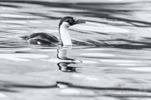 Albatross, Antarctic Tern, Black and White, Elephant seals, Fur seal, King Penguins, Landscape, Monochrome, Nature, Photography, seascape, South Georgia, Travel, Wilderness, Wildlife