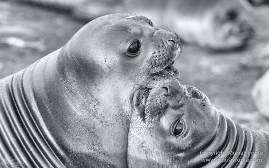 Black and White, Elephant seals, Giant Petrel, Icebergs, King Penguins, Landscape, Monochrome, Nature, Photography, Rockhopper Penguins, seascape, South Georgia, Travel, Wilderness, Wildlife