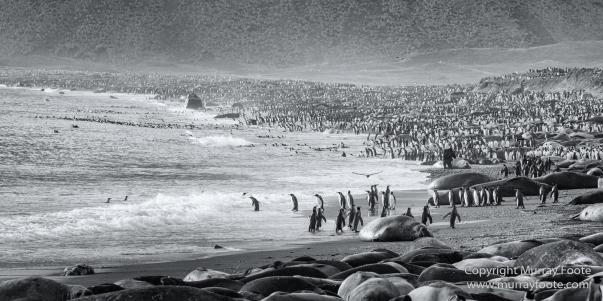 Black and White, Elephant seals, Giant Petrel, Icebergs, King Penguins, Landscape, Monochrome, Nature, Photography, Rockhopper Penguins, seascape, South Georgia, Travel, Wilderness, Wildlife