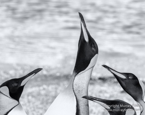 Black and White, Elephant seals, Giant Petrel, Icebergs, King Penguins, Landscape, Monochrome, Nature, Photography, Rockhopper Penguins, seascape, South Georgia, Travel, Wilderness, Wildlife