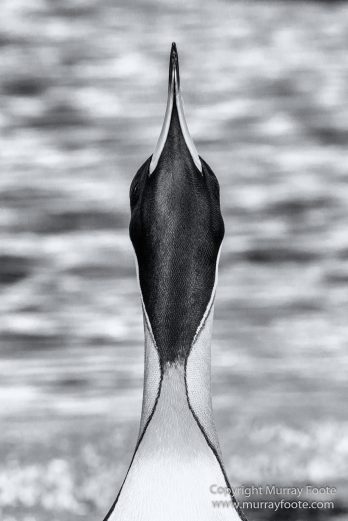 Black and White, Elephant seals, Giant Petrel, Icebergs, King Penguins, Landscape, Monochrome, Nature, Photography, Rockhopper Penguins, seascape, South Georgia, Travel, Wilderness, Wildlife