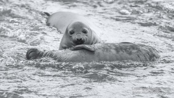Black and White, Elephant seals, Giant Petrel, Icebergs, King Penguins, Landscape, Monochrome, Nature, Photography, Rockhopper Penguins, seascape, South Georgia, Travel, Wilderness, Wildlife