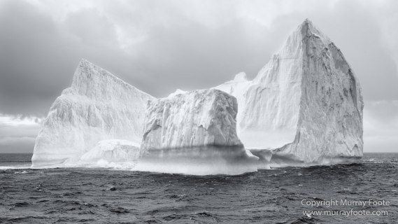 Black and White, Elephant seals, Giant Petrel, Icebergs, King Penguins, Landscape, Monochrome, Nature, Photography, Rockhopper Penguins, seascape, South Georgia, Travel, Wilderness, Wildlife
