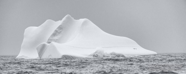 Black and White, Elephant seals, Giant Petrel, Icebergs, King Penguins, Landscape, Monochrome, Nature, Photography, Rockhopper Penguins, seascape, South Georgia, Travel, Wilderness, Wildlife