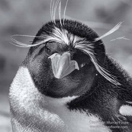 Black and White, Elephant seals, Giant Petrel, Icebergs, King Penguins, Landscape, Monochrome, Nature, Photography, Rockhopper Penguins, seascape, South Georgia, Travel, Wilderness, Wildlife