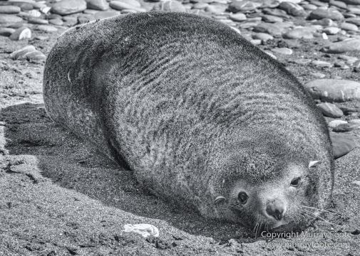 Albatross, Antarctic Tern, Black and White, Elephant seals, Fur seal, King Penguins, Landscape, Monochrome, Nature, Photography, seascape, South Georgia, Travel, Wilderness, Wildlife