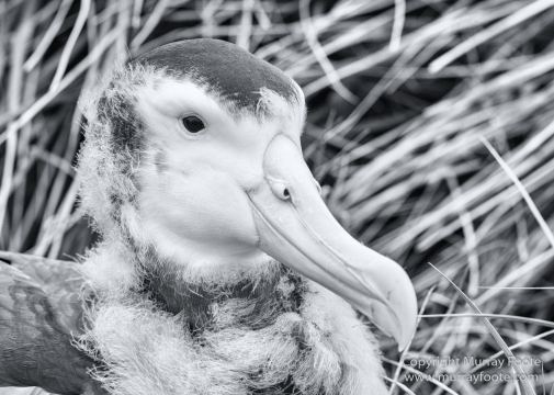 Albatross, Antarctic Tern, Black and White, Elephant seals, Fur seal, King Penguins, Landscape, Monochrome, Nature, Photography, seascape, South Georgia, Travel, Wilderness, Wildlife