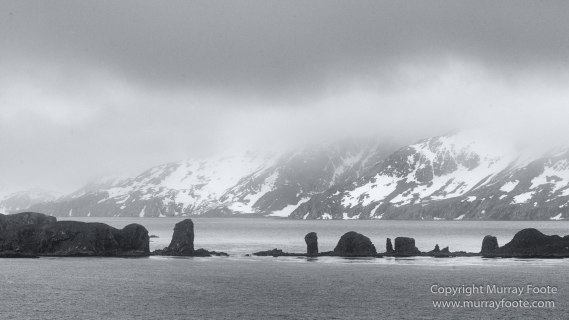 Albatross, Antarctic Tern, Black and White, Elephant seals, Fur seal, King Penguins, Landscape, Monochrome, Nature, Photography, seascape, South Georgia, Travel, Wilderness, Wildlife