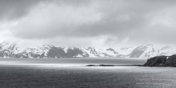 Albatross, Antarctic Tern, Black and White, Elephant seals, Fur seal, King Penguins, Landscape, Monochrome, Nature, Photography, seascape, South Georgia, Travel, Wilderness, Wildlife