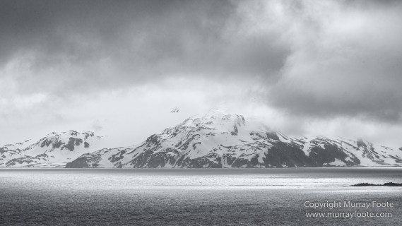 Albatross, Antarctic Tern, Black and White, Elephant seals, Fur seal, King Penguins, Landscape, Monochrome, Nature, Photography, seascape, South Georgia, Travel, Wilderness, Wildlife