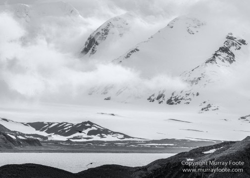 Albatross, Antarctic Tern, Black and White, Elephant seals, Fur seal, King Penguins, Landscape, Monochrome, Nature, Photography, seascape, South Georgia, Travel, Wilderness, Wildlife