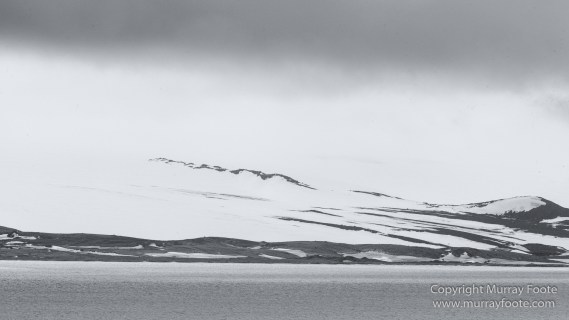 Albatross, Antarctic Tern, Black and White, Elephant seals, Fur seal, King Penguins, Landscape, Monochrome, Nature, Photography, seascape, South Georgia, Travel, Wilderness, Wildlife