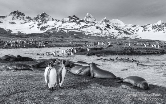 Black and White, Elephant seals, Giant Petrel, Icebergs, King Penguins, Landscape, Monochrome, Nature, Photography, Rockhopper Penguins, seascape, South Georgia, Travel, Wilderness, Wildlife