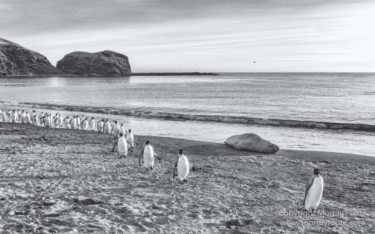 Black and White, Elephant seals, Giant Petrel, Icebergs, King Penguins, Landscape, Monochrome, Nature, Photography, Rockhopper Penguins, seascape, South Georgia, Travel, Wilderness, Wildlife
