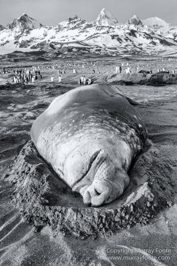 Black and White, Elephant seals, Giant Petrel, Icebergs, King Penguins, Landscape, Monochrome, Nature, Photography, Rockhopper Penguins, seascape, South Georgia, Travel, Wilderness, Wildlife