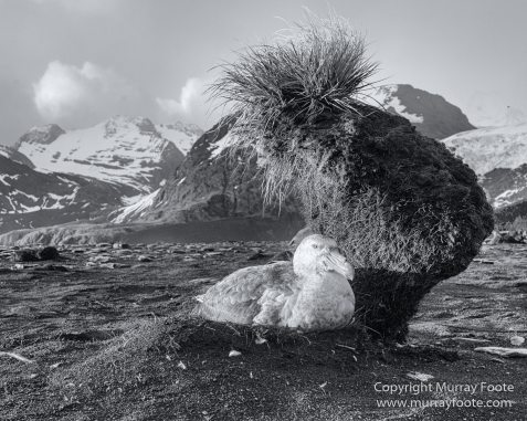 Black and White, Elephant seals, Giant Petrel, Icebergs, King Penguins, Landscape, Monochrome, Nature, Photography, Rockhopper Penguins, seascape, South Georgia, Travel, Wilderness, Wildlife