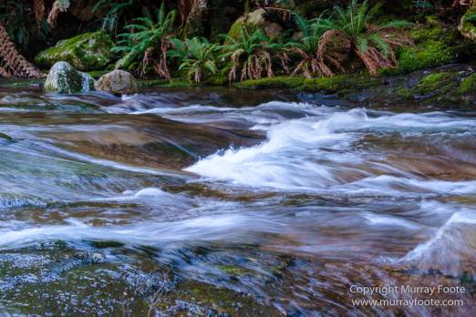 Australia, Landscape, Liffey Falls, Nature, Photography, Tasmania, Travel, Waterfall, Wilderness