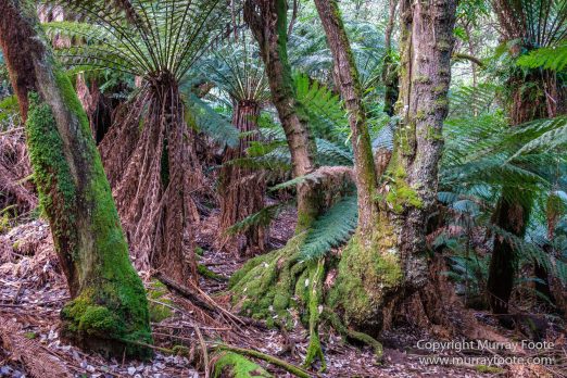 Australia, Landscape, Liffey Falls, Nature, Photography, Tasmania, Travel, Waterfall, Wilderness