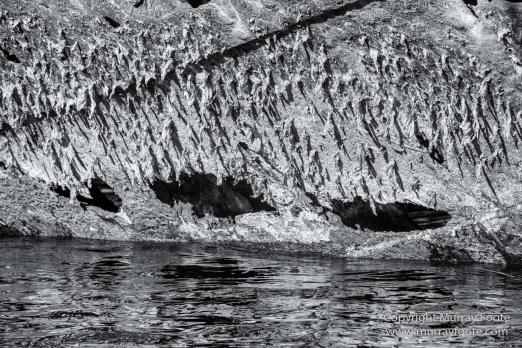 Black and White, Elephant seals, Fur seal, Infrared, King Penguins, Landscape, Monochrome, Nature, Photography, seascape, Shipwreck, South Georgia, Travel, Wilderness, Wildlife