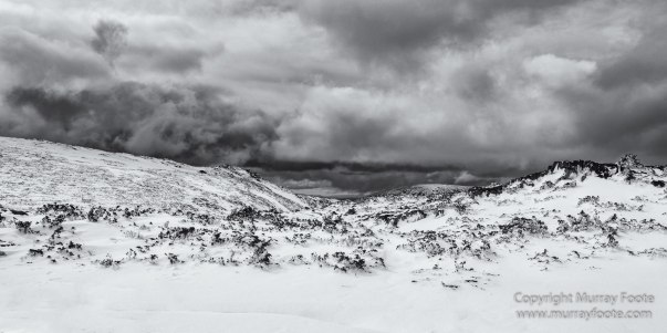 Australia, Black and White, Landscape, Monochrome, Nature, Overland Track, Photography, Tasmania, Travel, Wilderness
