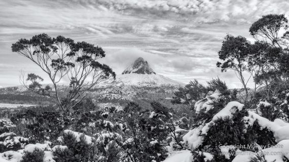 Australia, Black and White, Landscape, Monochrome, Nature, Overland Track, Photography, Tasmania, Travel, Wilderness