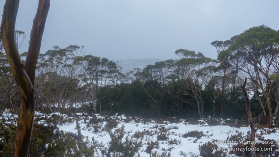 Australia, Barn Bluff, Landscape, Nature, Overland Track, Photography, Pine Forest Moor, Tasmania, Travel, Wilderness
