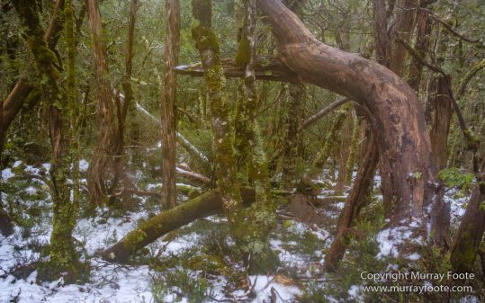 Australia, Barn Bluff, Landscape, Nature, Overland Track, Photography, Pine Forest Moor, Tasmania, Travel, Wilderness
