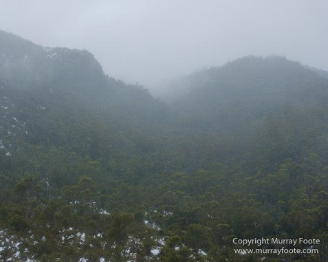 Australia, Barn Bluff, Landscape, Nature, Overland Track, Photography, Pine Forest Moor, Tasmania, Travel, Wilderness