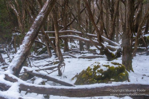 Australia, Barn Bluff, Landscape, Nature, Overland Track, Photography, Pine Forest Moor, Tasmania, Travel, Wilderness