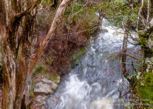 Australia, Landscape, Nature, Overland Track, Pelion Plains, Photography, Pine Forest Moor, Tasmania, Travel, Waterfall, Wilderness