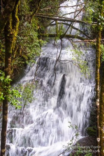 Australia, Landscape, Nature, Overland Track, Pelion Plains, Photography, Pine Forest Moor, Tasmania, Travel, Waterfall, Wilderness