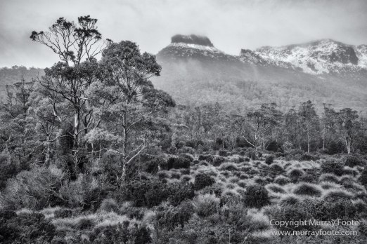 Australia, Black and White, Landscape, Monochrome, Nature, Overland Track, Photography, Tasmania, Travel, Wilderness