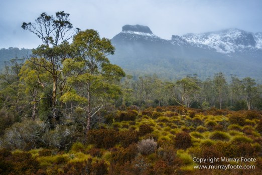 Australia, Landscape, Nature, Overland Track, Pelion Plains, Photography, Pine Forest Moor, Tasmania, Travel, Waterfall, Wilderness