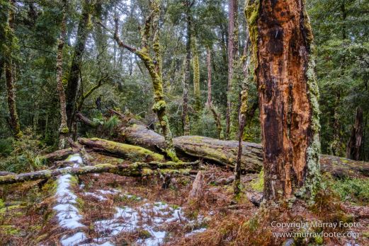 Australia, Landscape, Nature, Overland Track, Pelion Plains, Photography, Pine Forest Moor, Tasmania, Travel, Waterfall, Wilderness