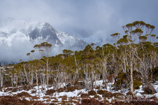 Australia, Cathedral Mountain, Ducane Range, Kia Ora Hut, Landscape, Mount Doris, Mount Ossa, Nature, Overland Track, Pelion East, Pelion Gap, Photography, Tasmania, Travel, Wilderness