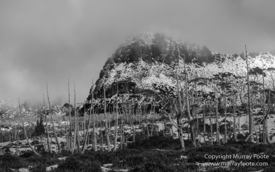 Australia, Black and White, Landscape, Monochrome, Nature, Overland Track, Photography, Tasmania, Travel, Wilderness