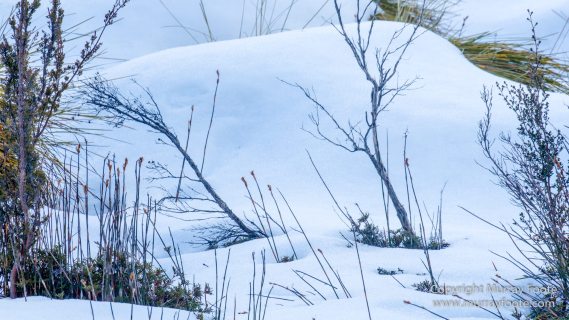 Australia, Cathedral Mountain, Ducane Range, Kia Ora Hut, Landscape, Mount Doris, Mount Ossa, Nature, Overland Track, Pelion East, Pelion Gap, Photography, Tasmania, Travel, Wilderness