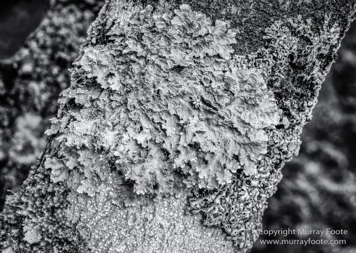 Australia, Black and White, Landscape, Macro, Monochrome, Nature, Overland Track, Photography, Tasmania, Travel, Wilderness