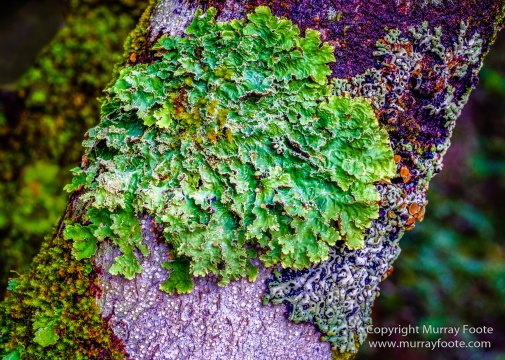 Australia, Cathedral Mountain, Landscape, Macro, Nature, Overland Track, Pelion Hut, Photography, Tasmania, Travel, Waterfall, Wilderness