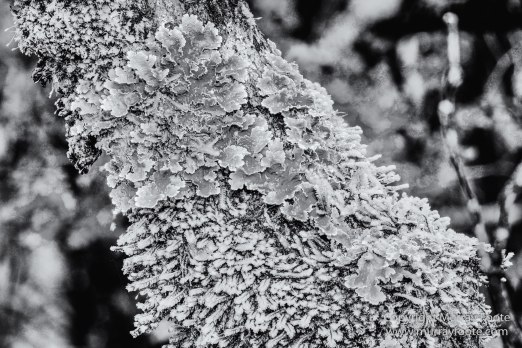 Australia, Black and White, Landscape, Macro, Monochrome, Nature, Overland Track, Photography, Tasmania, Travel, Wilderness